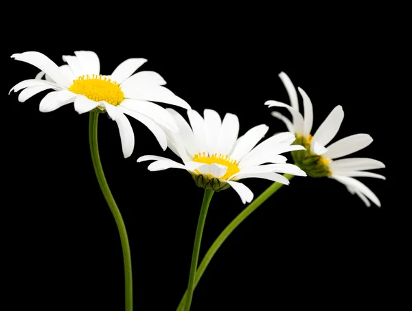 Weiße Gänseblümchen — Stockfoto