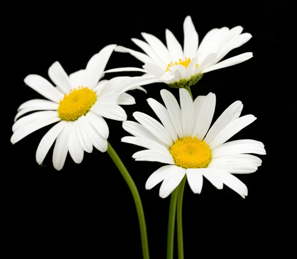 Flores de margarita blanca — Foto de Stock