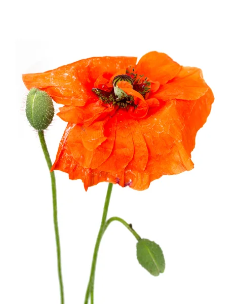 Flor de papoula vermelha em um branco — Fotografia de Stock