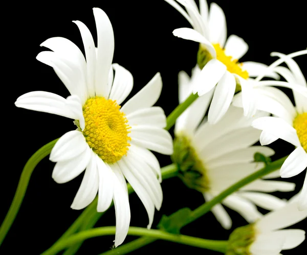 Flores brancas da margarida — Fotografia de Stock