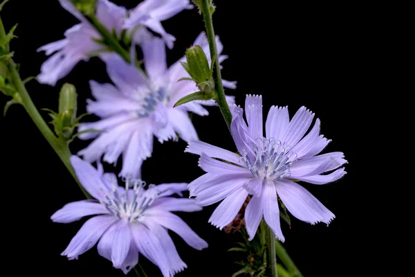 Chicory on black background — Stock Photo, Image