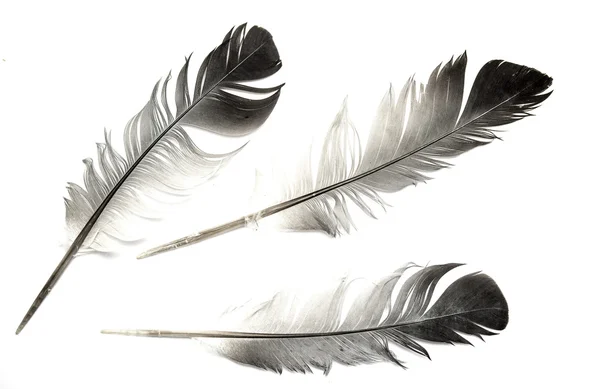 Veren van een vogel op wit — Stockfoto