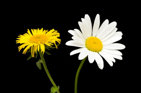 Pissenlit jaune et marguerite — Photo