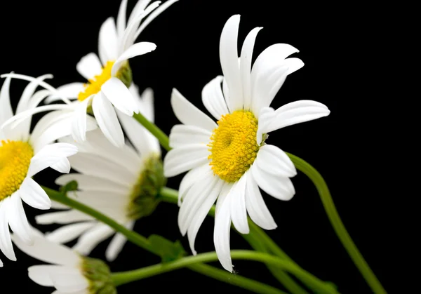 Weiße Gänseblümchen — Stockfoto