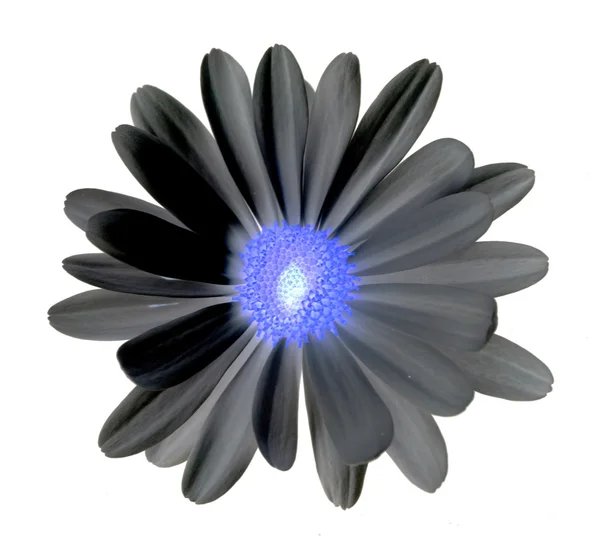 Daisy flor invertida — Fotografia de Stock