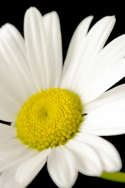 Makroaufnahme der weißen Gänseblümchenblümchen — Stockfoto