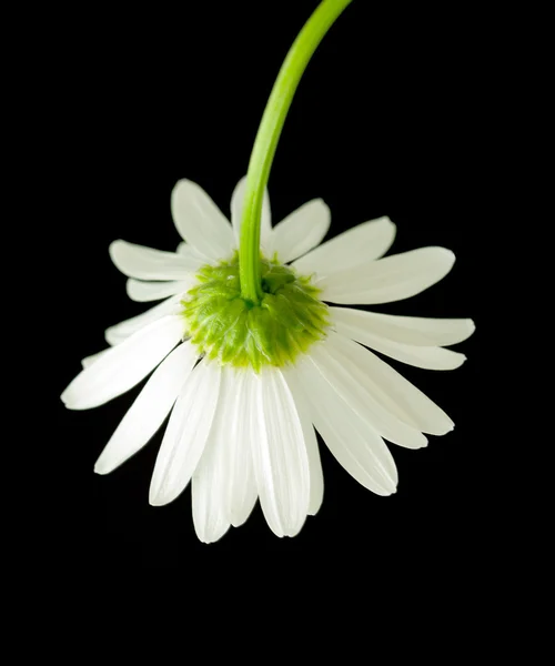 Macro tiro de flor de margarita blanca — Foto de Stock