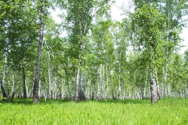 숲 속의 흰 자작나무 — 스톡 사진