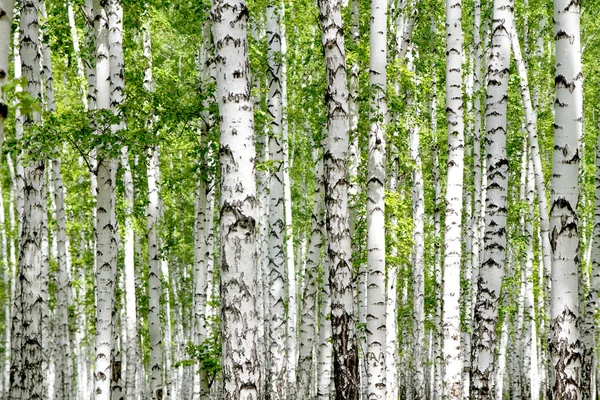 Abedules blancos en el bosque — Foto de Stock