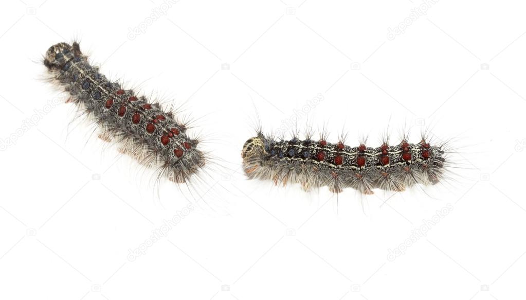 Gypsy moth caterpillars