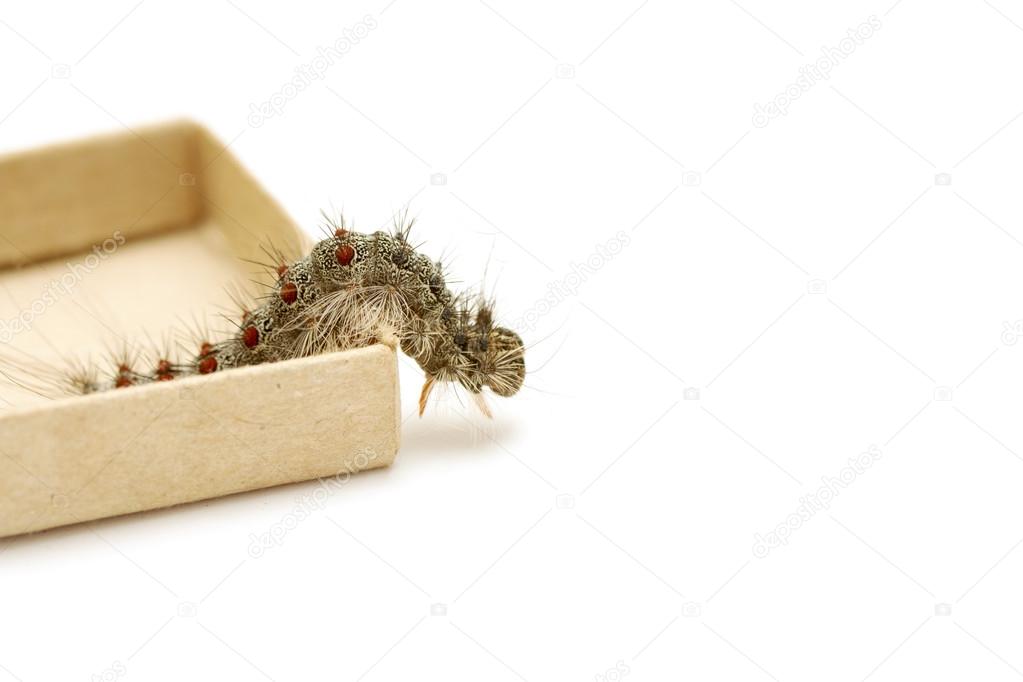 Gypsy moth caterpillar