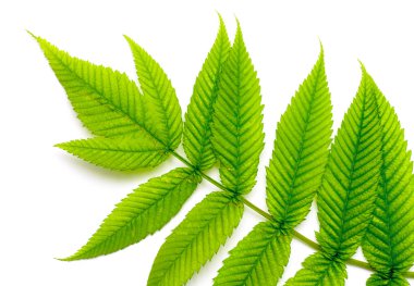 Beyaz yeşil yapraklar