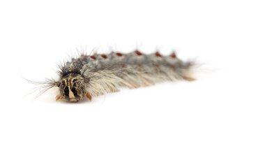 Gypsy moth tırtıl