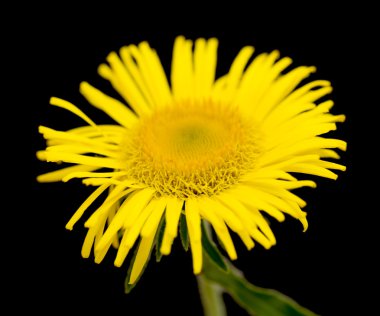 Sarı papatya yakın çekim