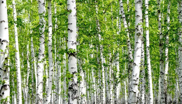 Bétulas brancas na floresta — Fotografia de Stock