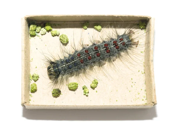 Gypsy moth caterpillar — Stock Photo, Image