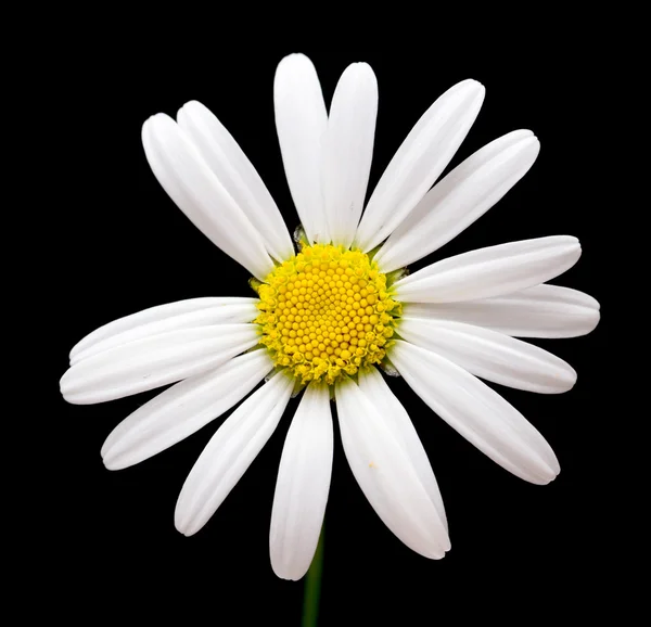 Macro tiro de flor de margarita blanca —  Fotos de Stock