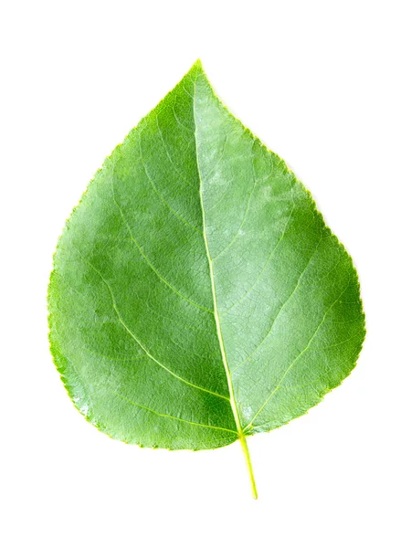 Folha verde em branco — Fotografia de Stock