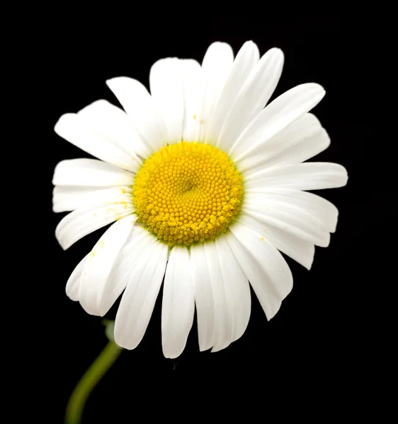 Макро знімок білої ромашкової квітки — стокове фото