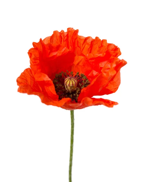 Red poppy flower — Stock Photo, Image