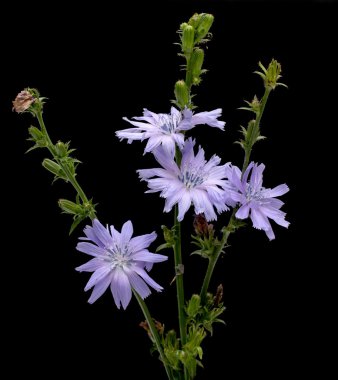 Hindiba siyah arka plan üzerine