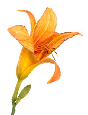 Turuncu lily çiçek