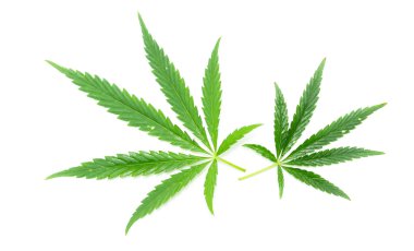 Yeşil marihuana yaprakları