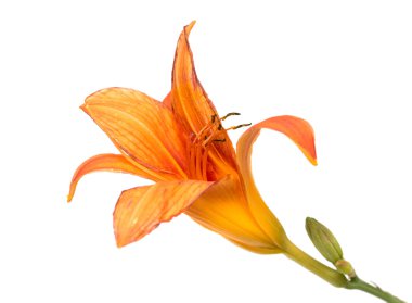 Turuncu lily çiçek