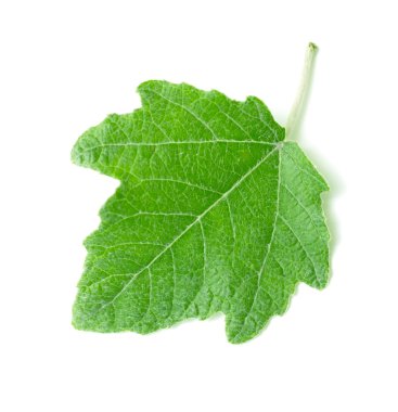 Beyaz yaprak yeşil