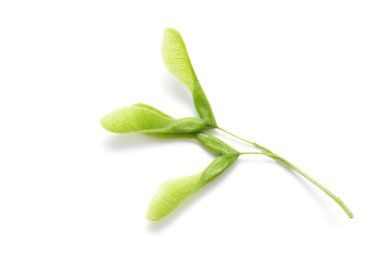 İzole yeşil akçaağaç tohumu