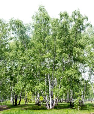 Ormanda beyaz huş ağaçları