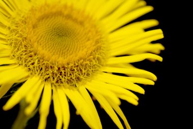 Sarı papatya yakın çekim