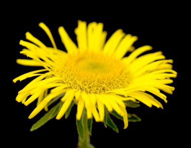 Sarı papatya yakın çekim