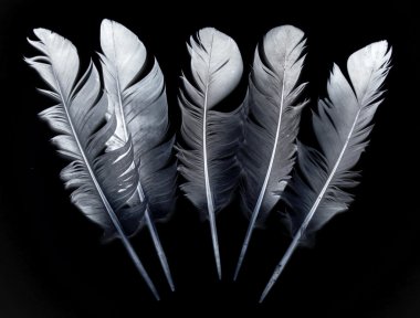 Siyah bir kuş tüyü