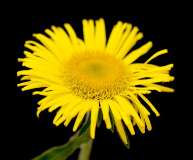 Sarı papatya yakın çekim