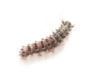 Gypsy moth tırtıl