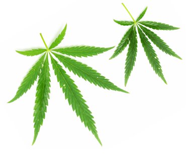 Yeşil marihuana yaprakları