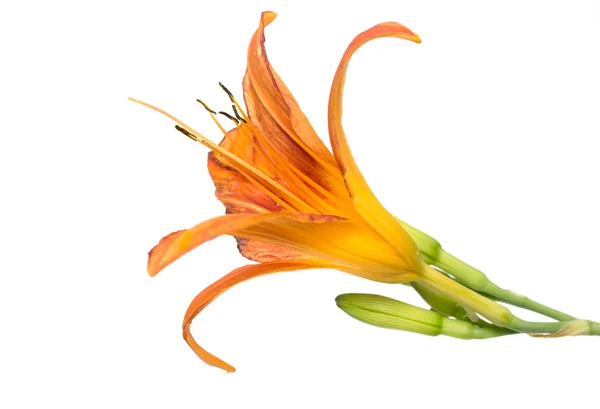 Orange lily flower — Stock Photo, Image