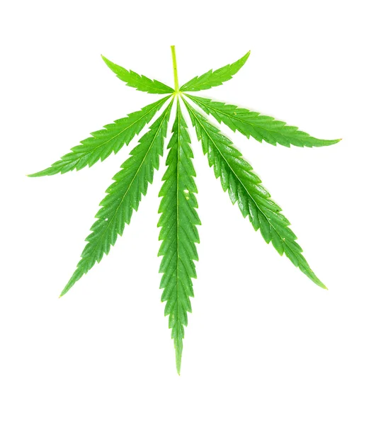 Green leaf of marijuana — Stock Photo, Image