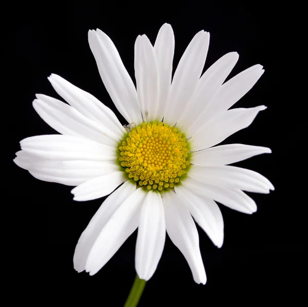 Macro tiro de flor de margarita blanca —  Fotos de Stock