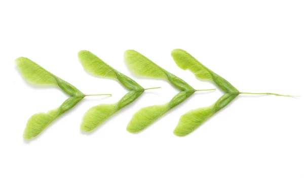 Зелене кленове насіння ізольовано — стокове фото