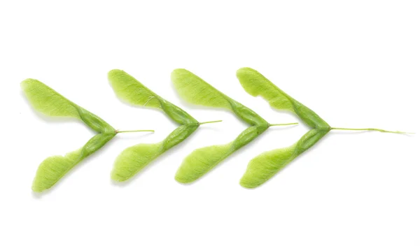 Green maple seeds isolated — Stock Photo, Image