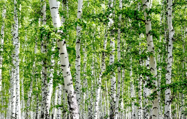 White birch trees in the forest — Stock Photo, Image
