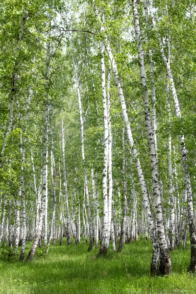 White birch trees in the forest — Stock Photo, Image