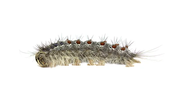 Gypsy moth caterpillar — Stock Photo, Image