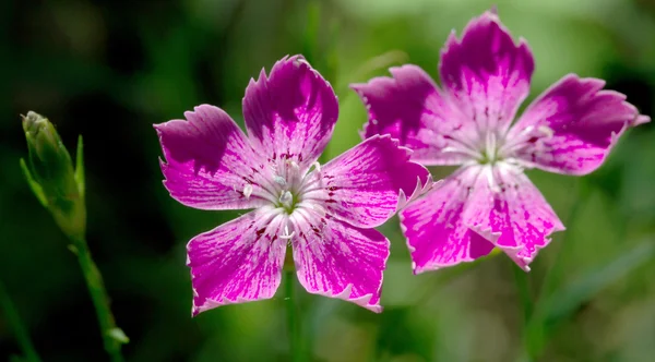 野生のクローブの花 — ストック写真