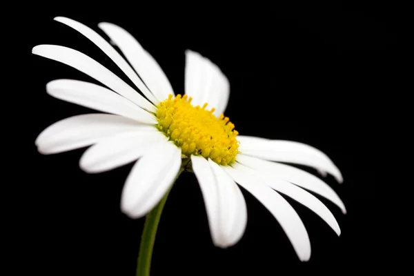 Macro-opname van witte margriet bloem — Stockfoto