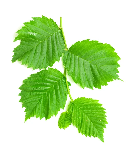 Groene bladeren op wit — Stockfoto