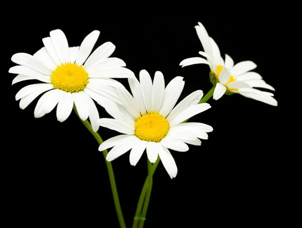 White daisy flowers — Stock Photo, Image