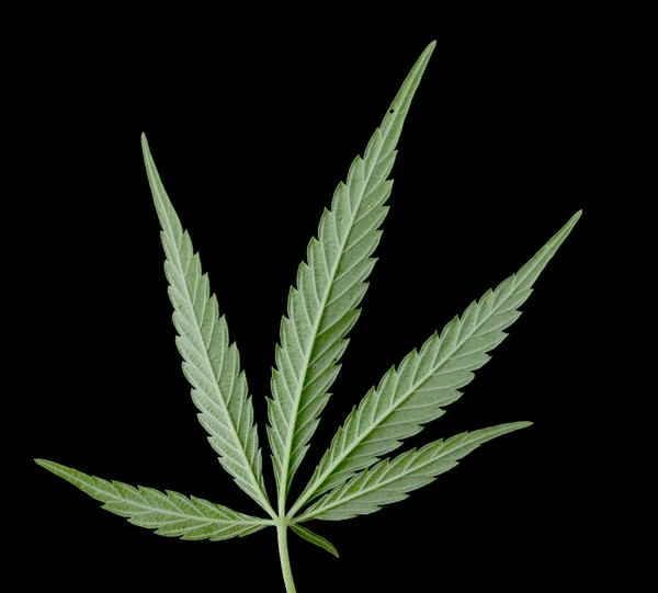 绿色叶的大麻 — 图库照片
